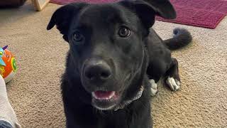 9 month old puppy |German Shepherd and Pitbull Mix