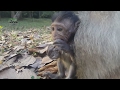 Life of monkeys Ep79,life of baby monkey with mom,baby monkey running,ba...