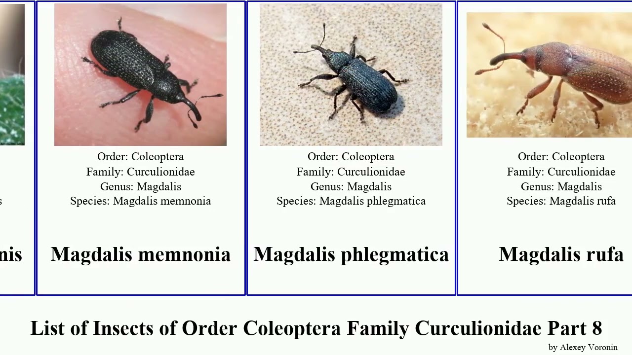 List of Insects of Order Coleoptera Family Curculionidae Part 8 lixus magdalis mecinus weevil pine