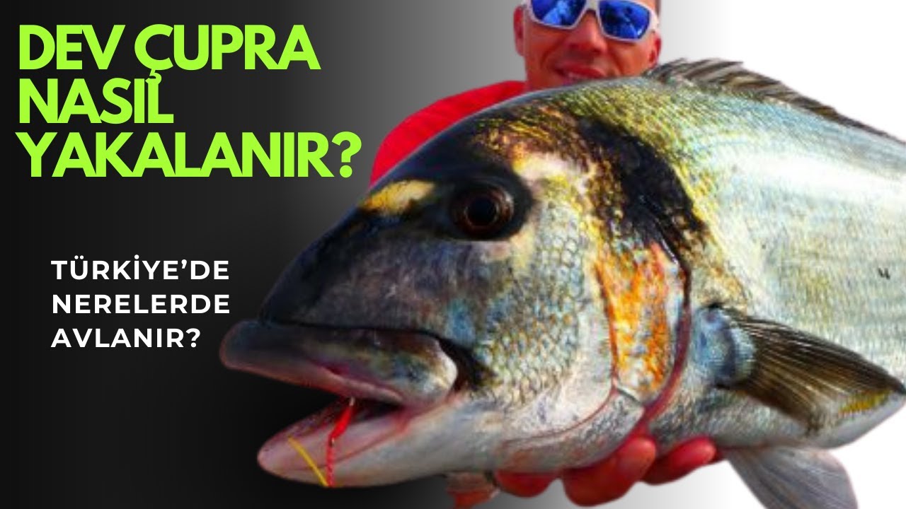 Dev Çupra Nasıl Yakalanır? Türkiye'de Hangi Meralarda Bol Bulunur?