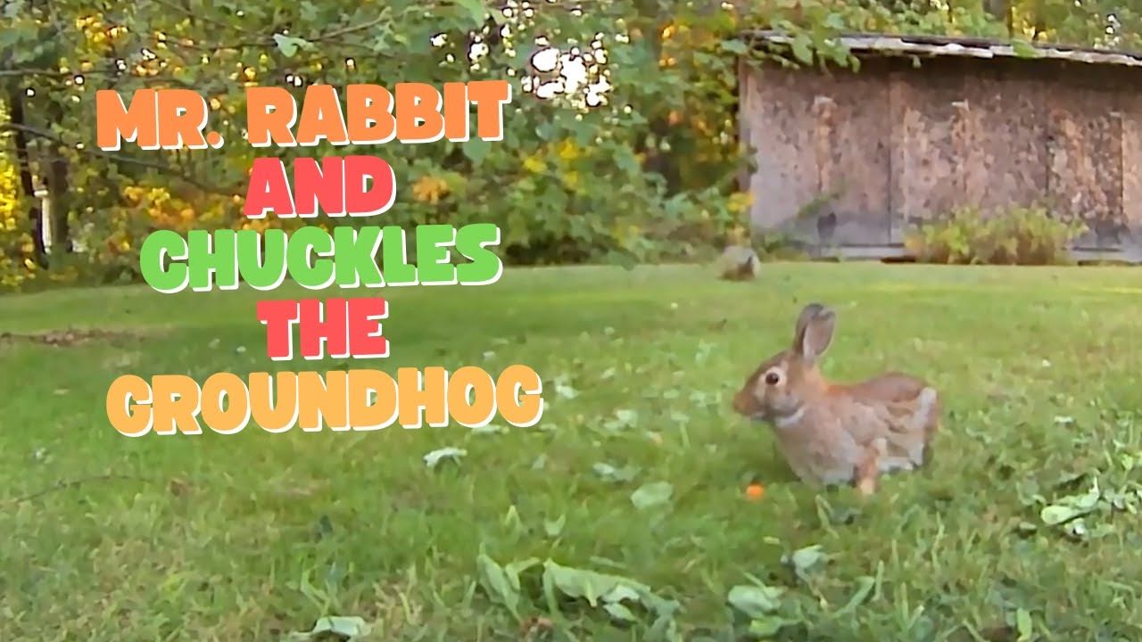 Mr. Rabbit Scared away by Chuckles the Groundhog - YouTube