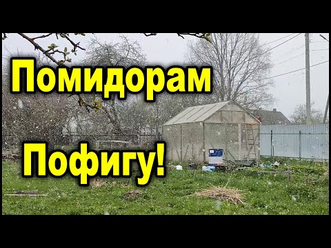 Никаких обогревателей больше не нужно! Помидоры не замёрзнут и так! И вот почему.