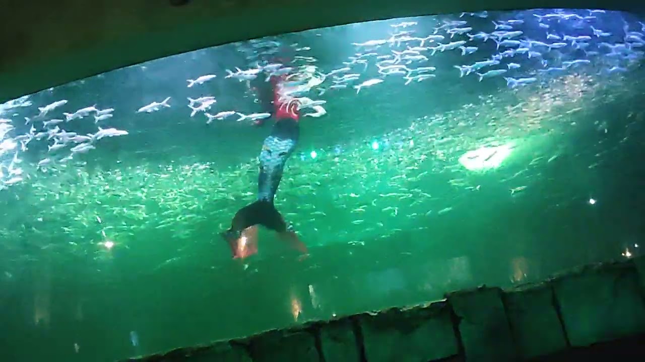 pertunjukan mermaid 16 sept 2023