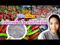 สูตรน้ำขี้เถ้าซิริก้า กำจัดเพลี้ย มดแมลงศัตรูพืช แก้โรคพริกเน่าใบหงิกพริกกุ้งแห้ง ป้องกันโรคพืช100%
