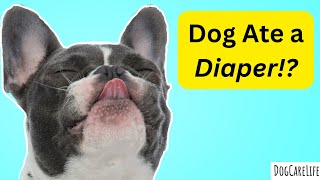 Dog Ate a Diaper!?  What To Do