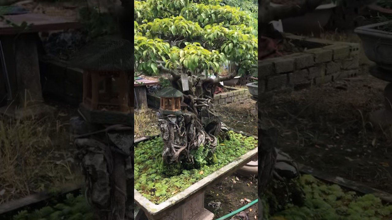 Nghe gã đầu bạc bình luận về cây hay quá #