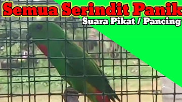 Bunyinya serindit, ketika kawanan liar hadir || Memikat serindit Liar - Serindit memanggil