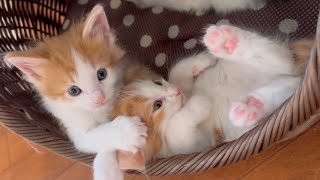 sleepy kittens May 25,2024（no subtitles） by むぎさんちゃんねる 5,382 views 3 days ago 9 minutes, 56 seconds