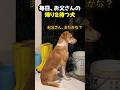 夜10時を過ぎても、お父さんの帰りを待ち続ける犬