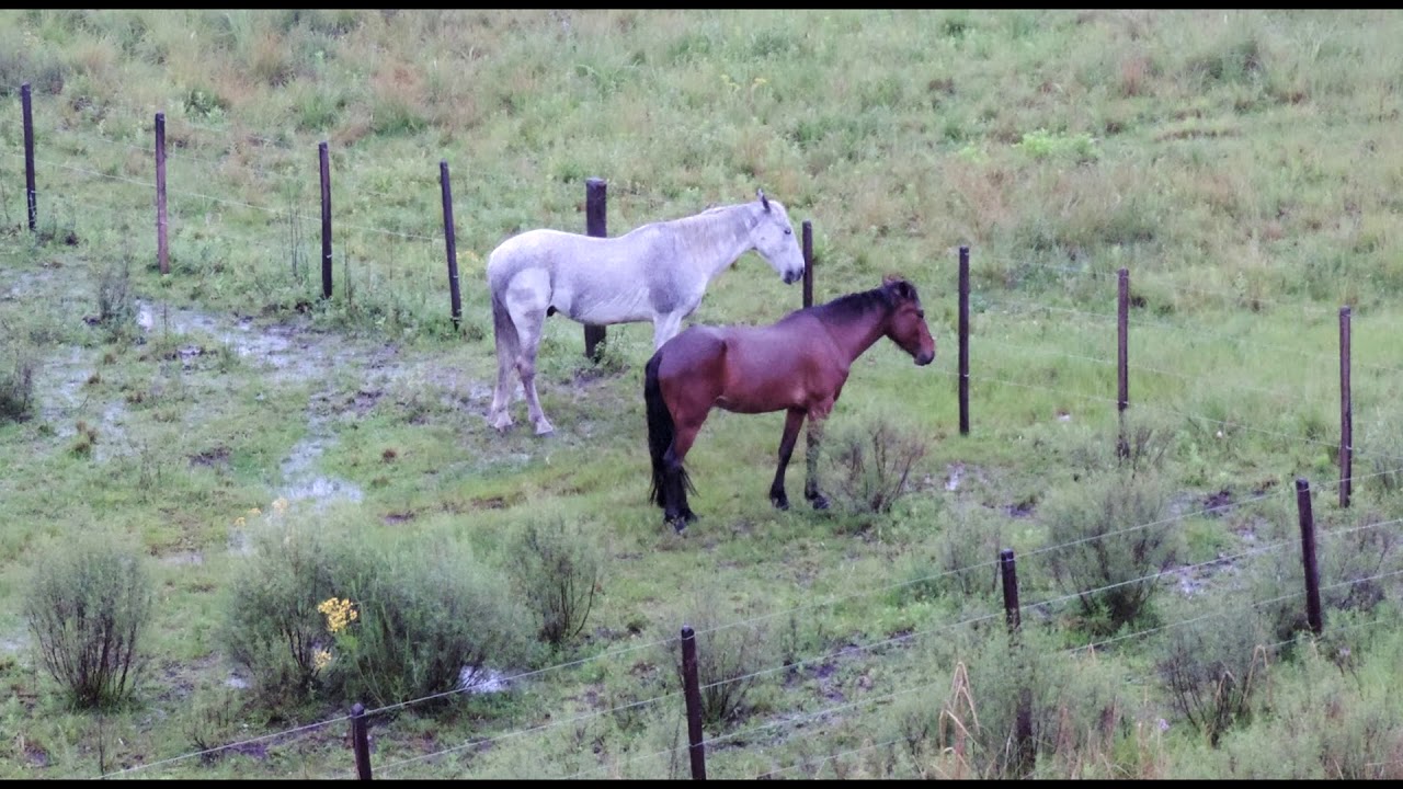 Dia de chuva-Walther Morais ( Letra da Musica no Descritivo)