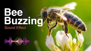 Bee Buzzing - Nature Sound Effects HD