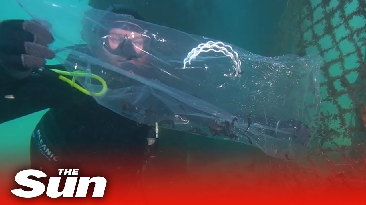 Marine scientists release over 350 endangered seahorses into Sydney Harbour