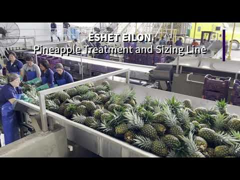 Eshet Eilon - Pineapple Treatment and Sizing Line