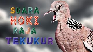 Suara hoki tekukur derkuku gacor ngamuk, tekukur lain langsung nyaut