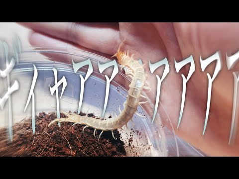 ムカデ、奇虫、虫 hqdefault.jpg