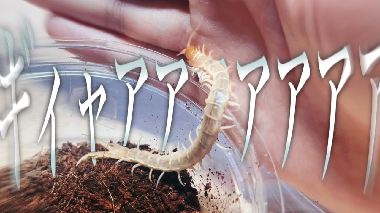 奇蟲】初めてムカデと触れ合ってしまった男。〜＆飼育してるムカデ全 