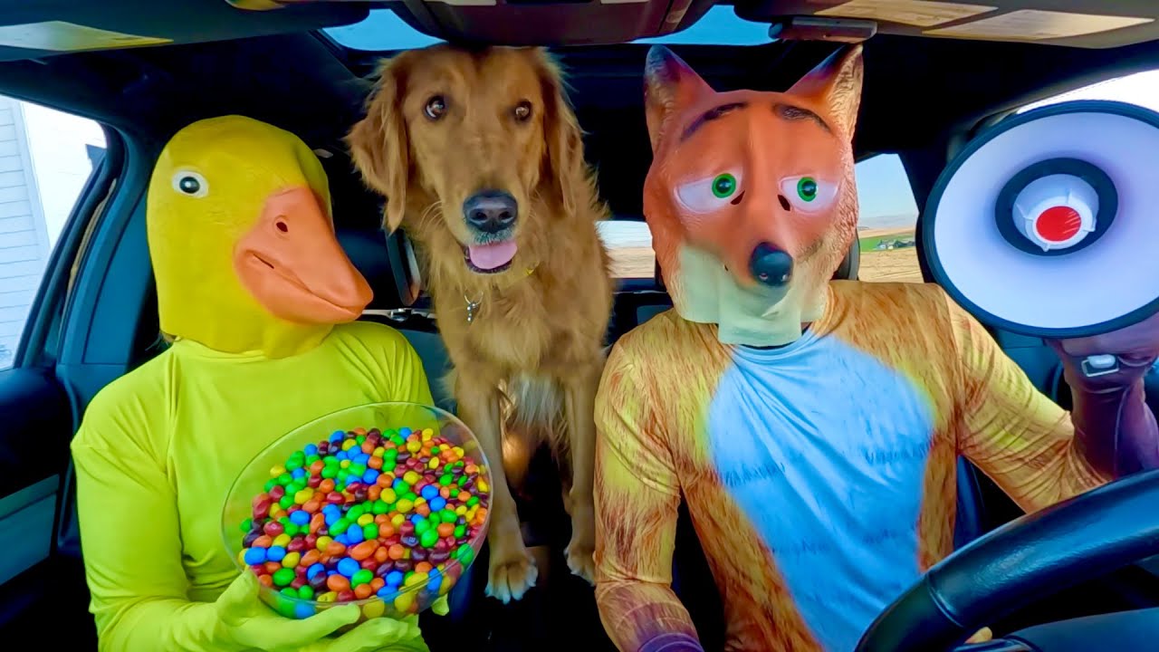 Резиновая уточка удивляет щенка, волка и полицию в автомобильной погоне