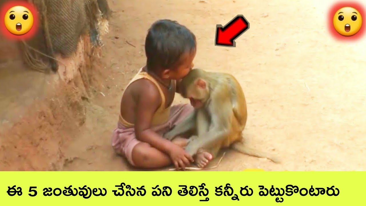 Top 5 Heart touching animal stories | Interesting facts | BMC facts |  Telugu - YouTube