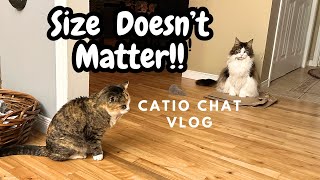 Small But Mighty | Catio Chat Vlog #pets #animals #cats #catvideo #catlover