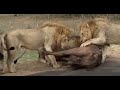 Lions Eats a Jumbo Buffalo Alive on The Road...!