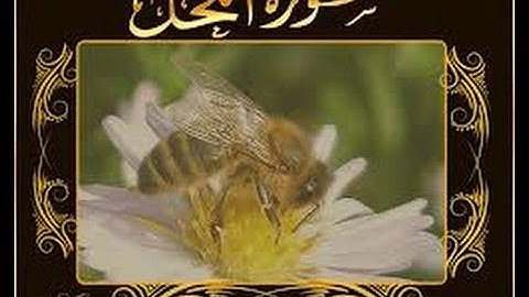 الآيات ((88-75)) من سُورة النَّحل - برواية السُّوسي / للشيخ المُقريء : د.عبدالحكيم الشاعر