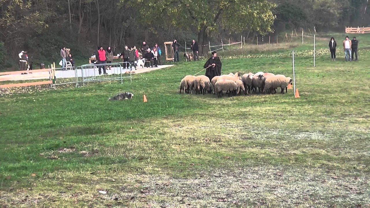 Steve Jaunin - Passage avec 2 chiens