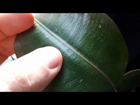 Мій метод боротьби