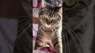 Cat Keeps Nibbling Owner as He Talks to It