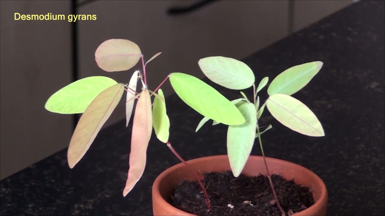 Graines de plante qui danse télégraphe (Desmodium gyrans)