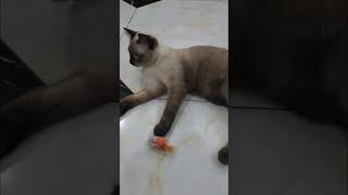 0613 03 1749796937024