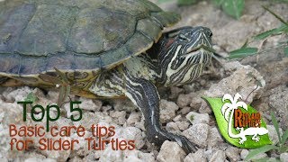 Top 5 Basic care tips for Slider Turtles