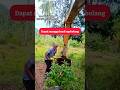 cara ngambil buah mangga menggunakan excavator mini #excavator #alatberat #videoalatberatyt