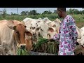 Growing Brachiaria Grass To Feed My Goats, Sheep & Cows