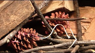 DIY Pinecone Fire Starters | Southern Living