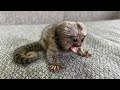 The most cutest marmoset monkey pet