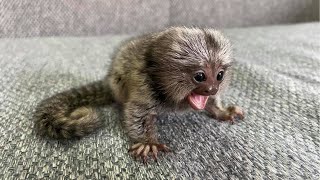 The most cutest marmoset monkey pet