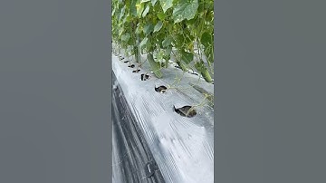 The Future of Farming: #Hybrid #Cucumbers Explained