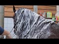 Wash smelly, sticky stuff from Saly's mane. But why is it in it? Friesian Horses