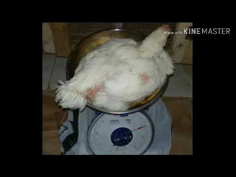 وزن الفراخ البيضاء و الساسو عمر 34 يوم و نهاية دورة البيضاء و اعرفوا ازاى هنتعامل معاهم فى الحر