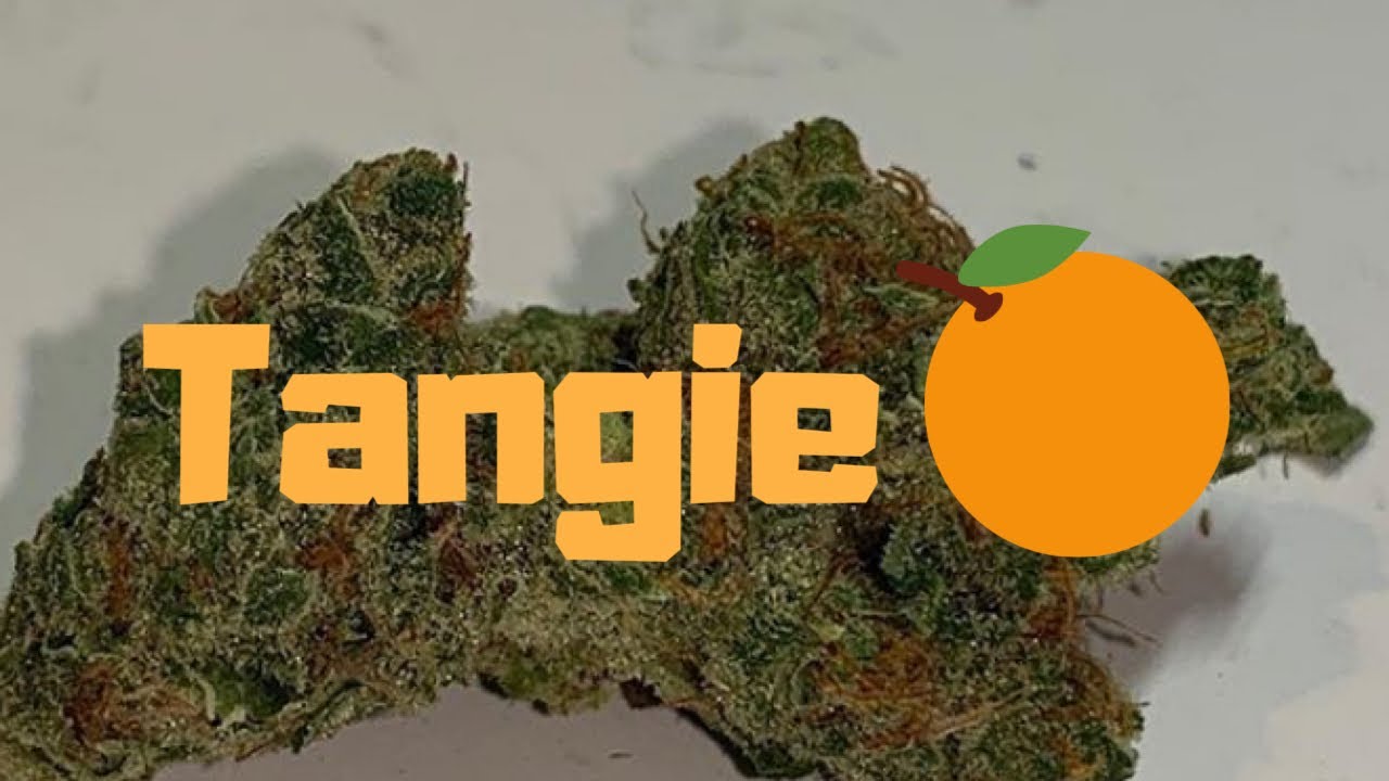 Tangie Strain Review