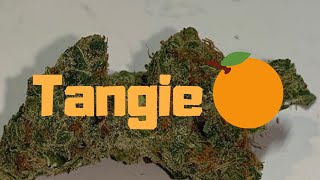 Tangie Strain Review