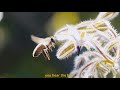 Protecting Pollinators with #RegenerativeAgriculture