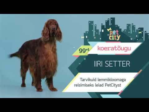 Video: Istria jämekarvane koer