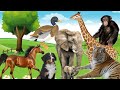 صوت الحيوانات الحيوانات الأليفة الحيوانات البرية Animal soundeduwael mp3