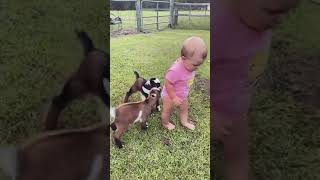 Funny babby and little goat😂  #shorts #babby #goat #fyp