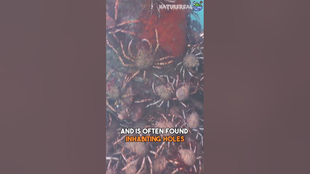 Japanese Spider Crab The Arthropod With The Longest Legs YouTube japanese-spider-crab-the-arthropod-with-the-longest-legs-youtube