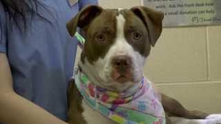 The Veterinary Clinic at the Humane Society of Huron Valley