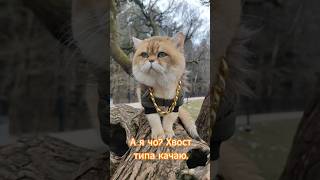 поясняю за шмот, ну и за хвост #cat