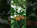 Орхидеи в Саду(1)