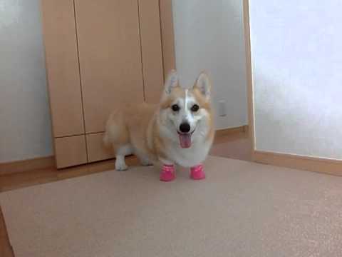靴下を履かされたコーギー花さん Hana San Youtube